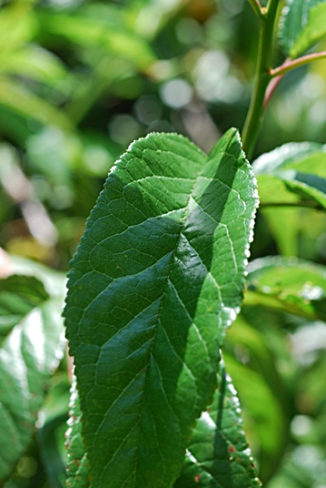 {Prunus hortulana}